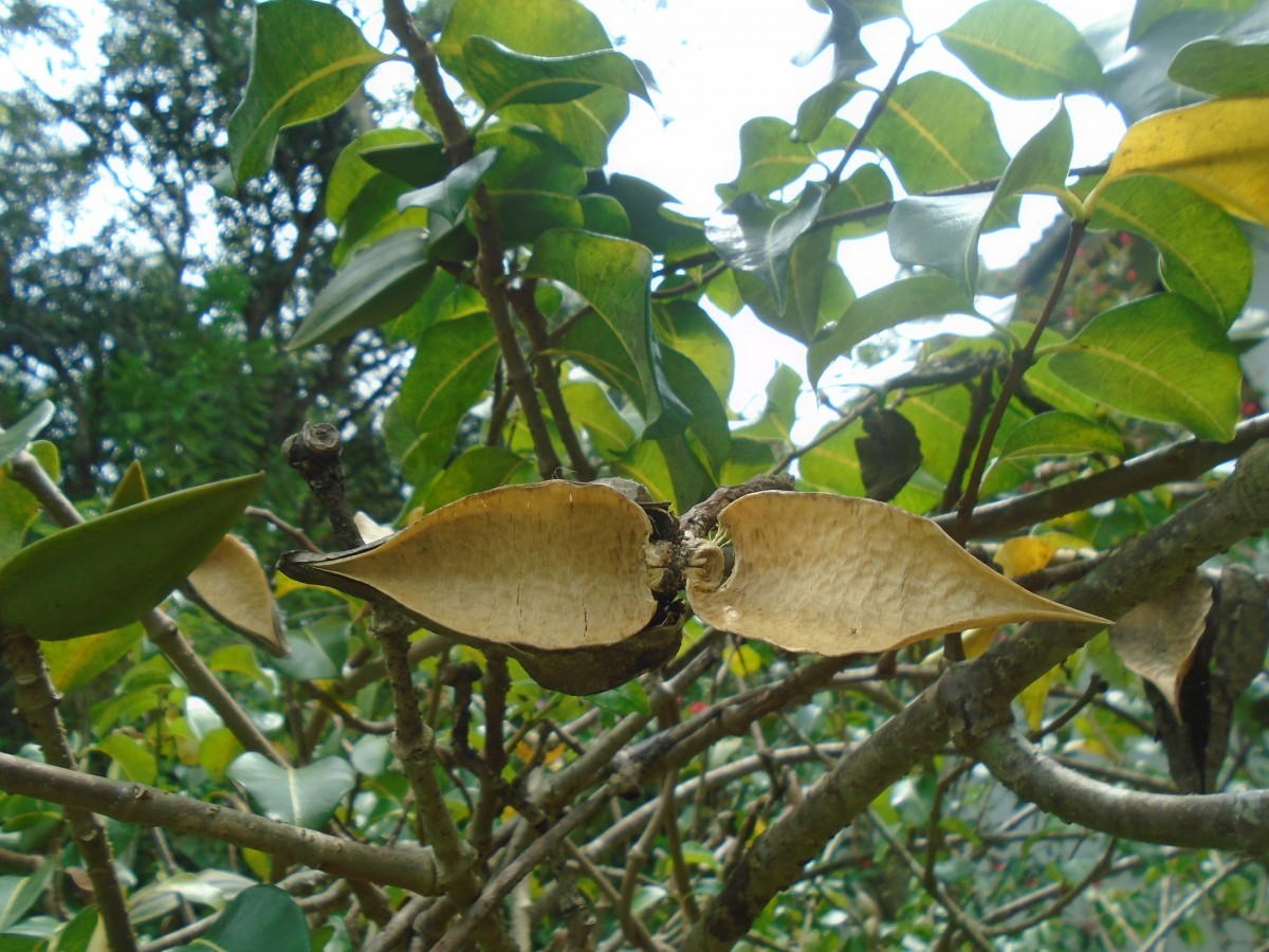 Cryptostegia madagascariensis Bojer ex Decne.